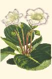 Antique Canna III-Van Houtt-Art Print