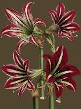 Lush Amaryllis I-Van Houtt-Art Print