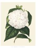 Antique Camellia III-Van Houtte-Art Print