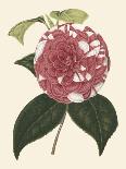 Antique Camellia III-Van Houtte-Framed Stretched Canvas