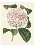 Antique Camellia I-Van Houtte-Stretched Canvas