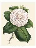 Antique Camellia II-Van Houtte-Stretched Canvas