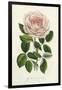 Van Houtte Pink Rose-Louis Van Houtte-Framed Art Print