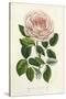 Van Houtte Pink Rose-Louis Van Houtte-Stretched Canvas