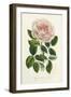 Van Houtte Pink Rose-Louis Van Houtte-Framed Art Print