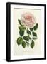 Van Houtte Pink Rose-Louis Van Houtte-Framed Art Print