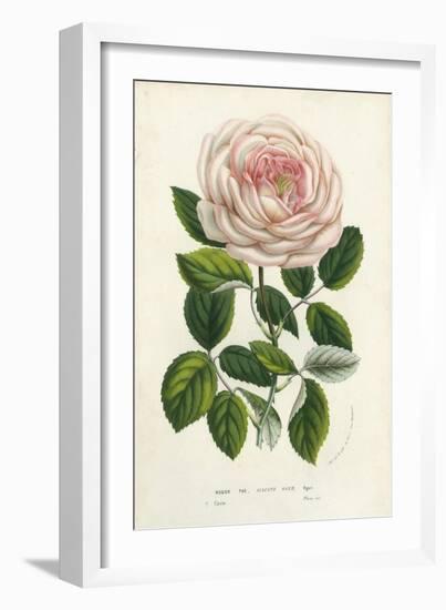 Van Houtte Pink Rose-Louis Van Houtte-Framed Art Print