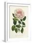 Van Houtte Pink Rose-Louis Van Houtte-Framed Art Print