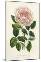 Van Houtte Pink Rose-Louis Van Houtte-Mounted Art Print