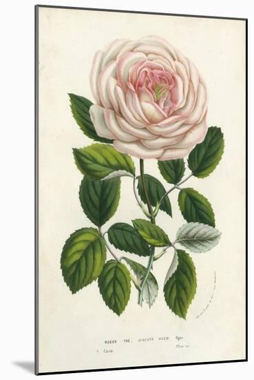 Van Houtte Pink Rose-Louis Van Houtte-Mounted Art Print