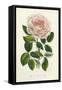 Van Houtte Pink Rose-Louis Van Houtte-Framed Stretched Canvas