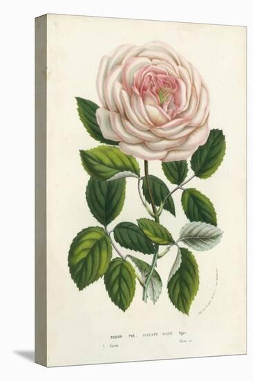 Van Houtte Pink Rose-Louis Van Houtte-Stretched Canvas