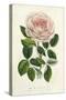 Van Houtte Pink Rose-Louis Van Houtte-Stretched Canvas