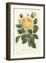 Van Houtte Yellow Rose-Louis Van Houtte-Framed Art Print