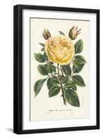 Van Houtte Yellow Rose-Louis Van Houtte-Framed Art Print