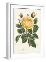 Van Houtte Yellow Rose-Louis Van Houtte-Framed Art Print