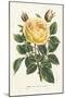 Van Houtte Yellow Rose-Louis Van Houtte-Mounted Art Print