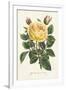 Van Houtte Yellow Rose-Louis Van Houtte-Framed Art Print