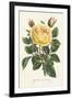 Van Houtte Yellow Rose-Louis Van Houtte-Framed Art Print