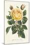 Van Houtte Yellow Rose-Louis Van Houtte-Mounted Art Print