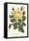 Van Houtte Yellow Rose-Louis Van Houtte-Framed Stretched Canvas