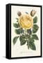 Van Houtte Yellow Rose-Louis Van Houtte-Framed Stretched Canvas