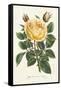 Van Houtte Yellow Rose-Louis Van Houtte-Framed Stretched Canvas