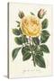 Van Houtte Yellow Rose-Louis Van Houtte-Stretched Canvas