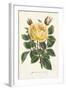 Van Houtte Yellow Rose-Louis Van Houtte-Framed Art Print