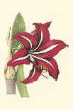 Amaryllis Blooms IV-Van Houtteano-Art Print