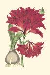 Amaryllis Blooms IV-Van Houtteano-Stretched Canvas