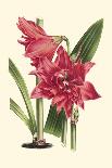 Amaryllis Blooms IV-Van Houtteano-Mounted Art Print