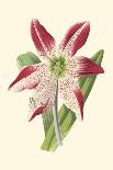 Amaryllis Blooms III-Van Houtteano-Art Print