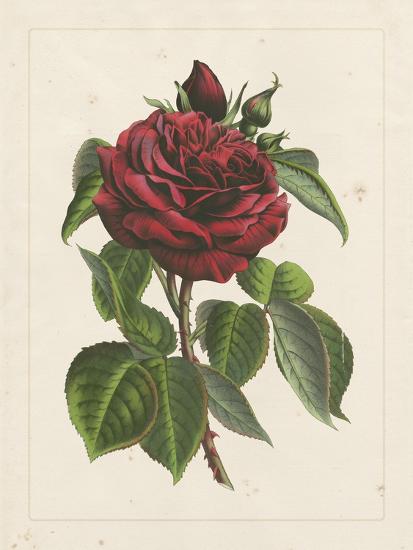 Art Print, , large