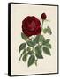 Van Houtteano Rose II-null-Framed Stretched Canvas