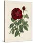 Van Houtteano Rose II-null-Stretched Canvas