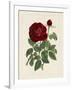 Van Houtteano Rose II-null-Framed Art Print