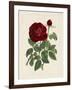 Van Houtteano Rose II-null-Framed Art Print