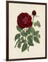 Van Houtteano Rose II-null-Framed Art Print