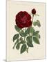 Van Houtteano Rose II-null-Mounted Art Print