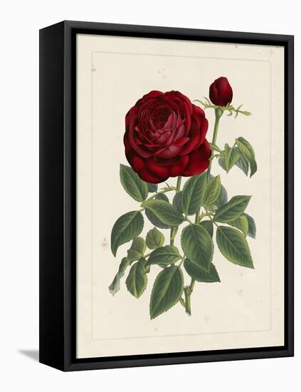 Van Houtteano Rose II-null-Framed Stretched Canvas