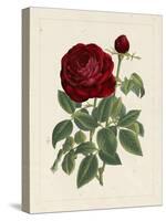 Van Houtteano Rose II-null-Stretched Canvas