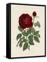 Van Houtteano Rose II-null-Framed Stretched Canvas