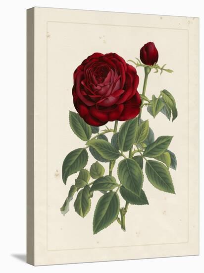 Van Houtteano Rose II-null-Stretched Canvas