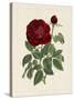 Van Houtteano Rose II-null-Stretched Canvas