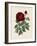 Van Houtteano Rose II-null-Framed Art Print