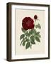 Van Houtteano Rose II-null-Framed Art Print