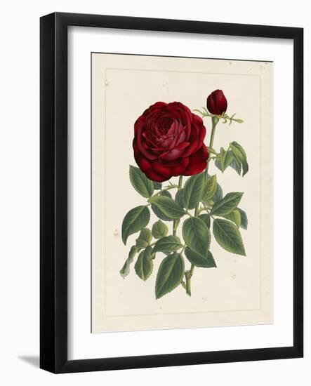 Van Houtteano Rose II-null-Framed Art Print
