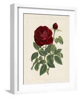 Van Houtteano Rose II-null-Framed Art Print