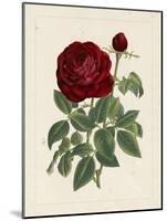 Van Houtteano Rose II-null-Mounted Art Print